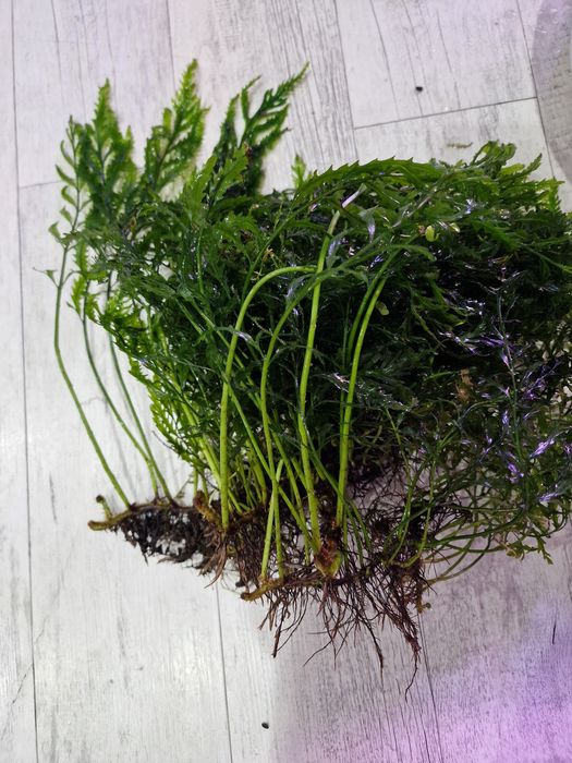 Rośliny do akwarium