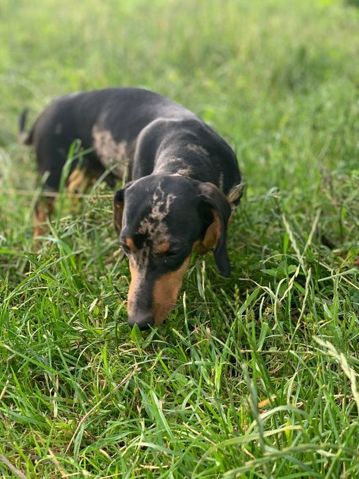 Мраморний таксон