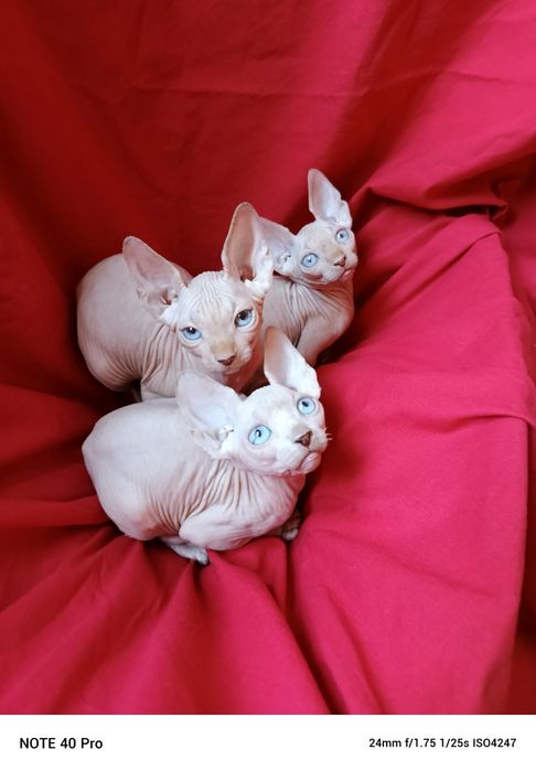 Шикарные милые котята мальчики