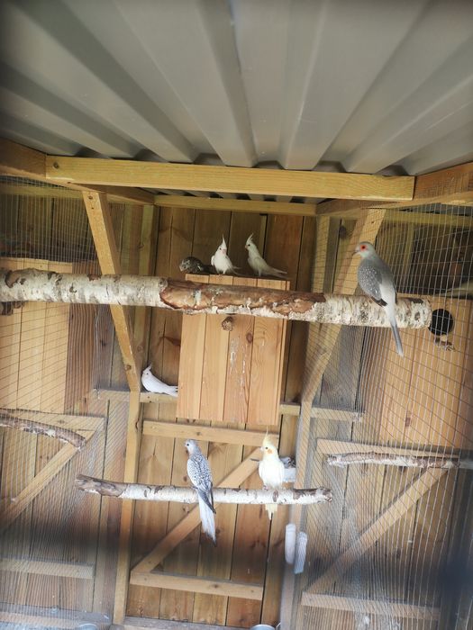 Papugi nimfy mlode 2025