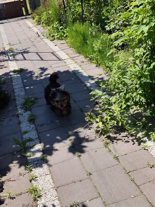 Śliczna suczka yorka
