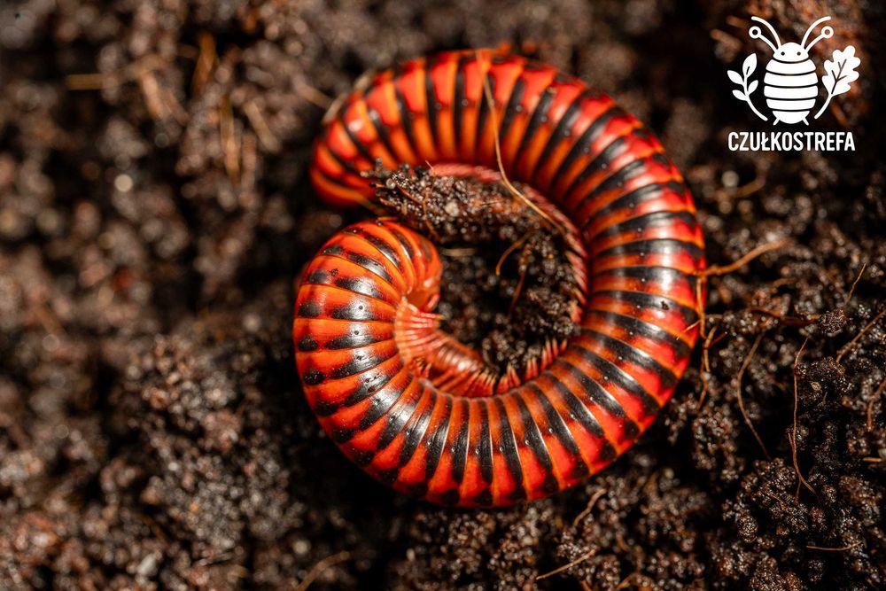 Wij Krocionóg Centrobolus Centrobolus fulgidus
