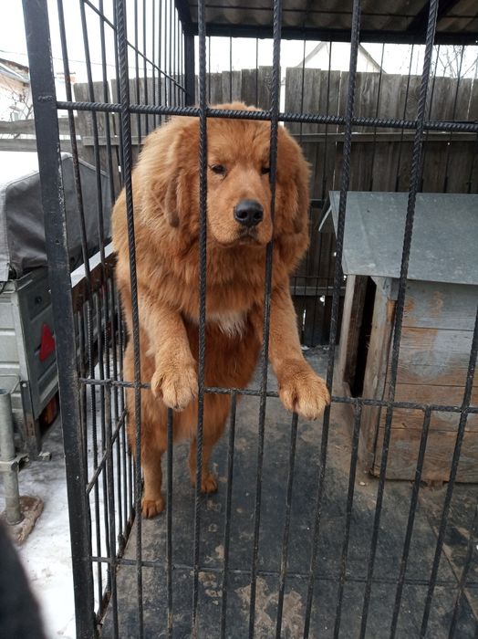 Тібецький мастіф дєвка молода розумна