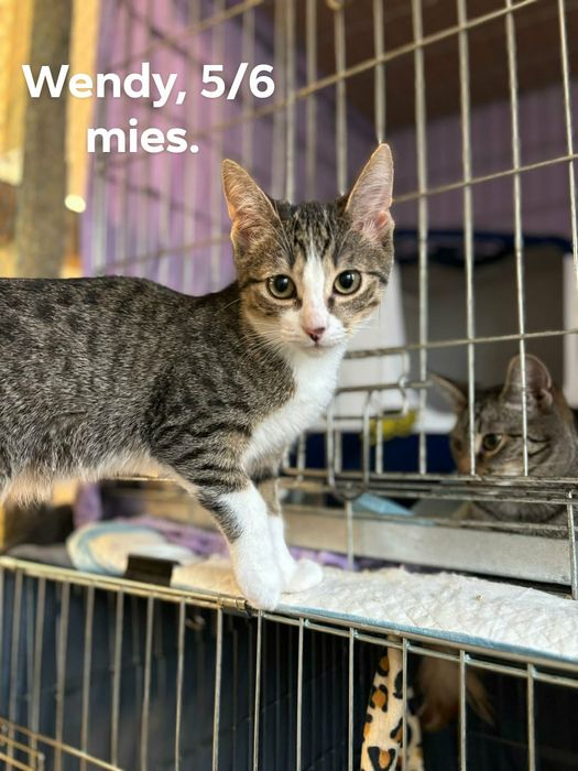 Kocięta szukają domu