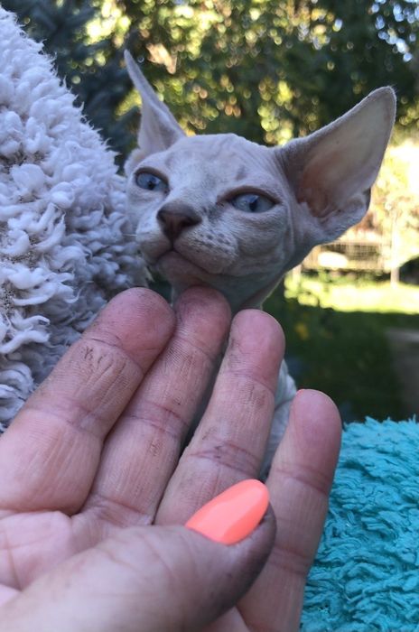 Акция!!!Нежные котята-девочки. 2,5 месяца