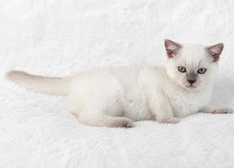 Gatinho Scottish Straight shorthair blue point