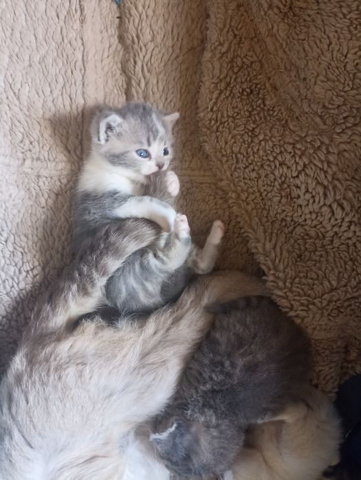 Шотландські кошенята