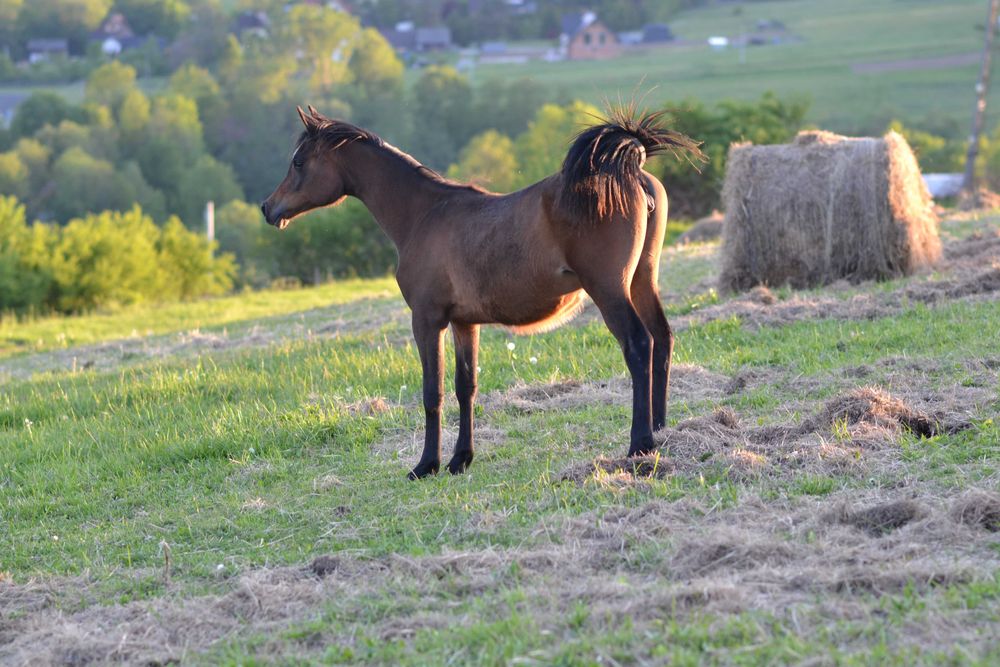 Klacz Czystej Krwi Arabskiej
