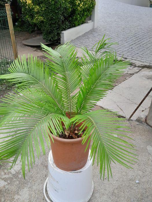 Planta Palmeira Cica