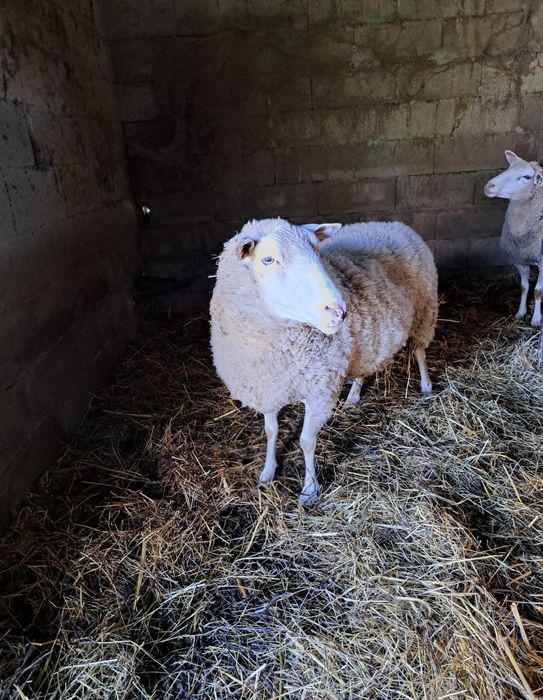 Carneiro INRA 401/Romane