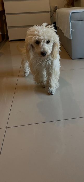 Pudel miniaturowy piesek Simon