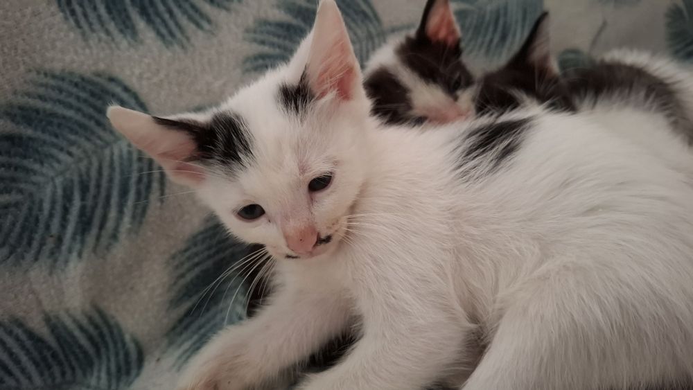 Dou gatinhos bebes