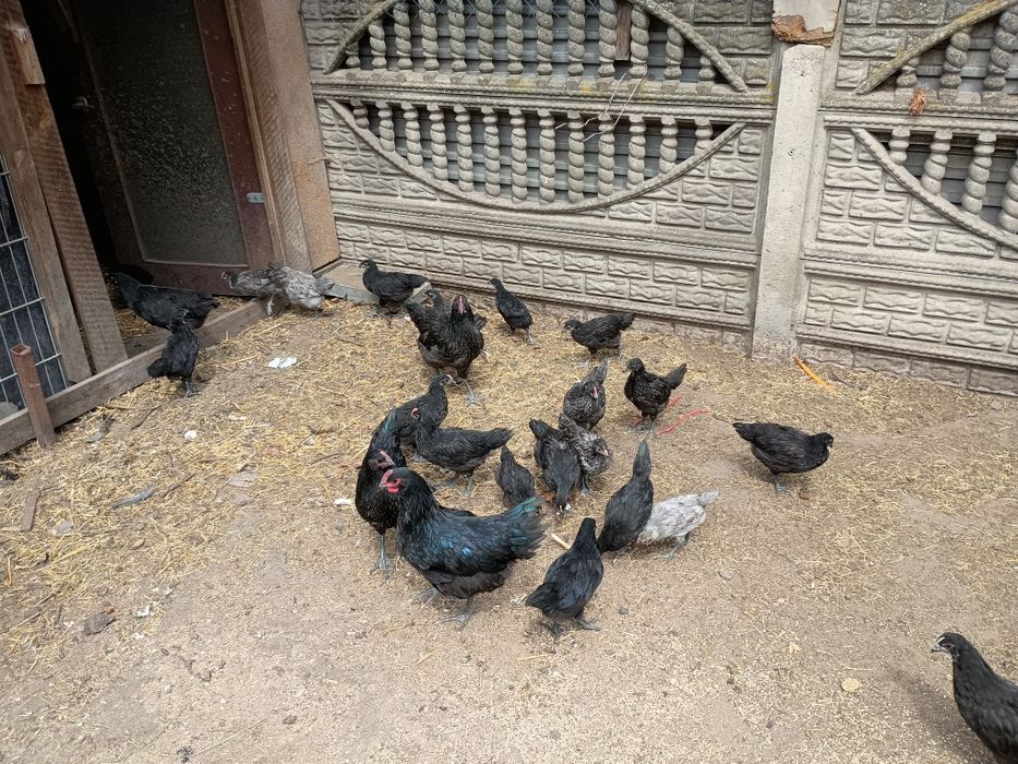 Jaja lęgowe kur rasy australorp i młode kurczaki