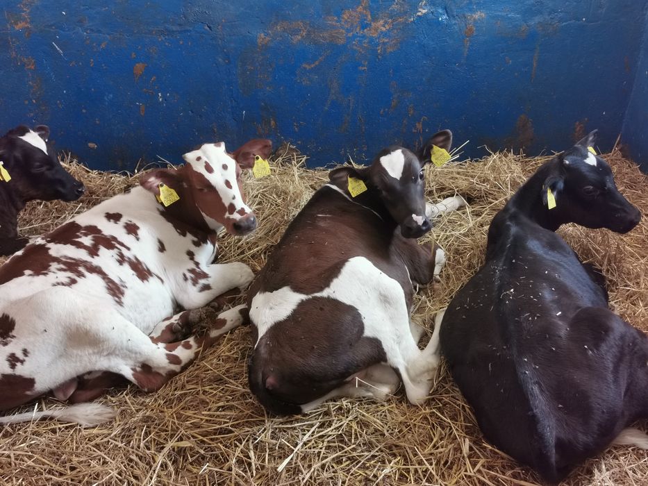 Byczki startery samodzielne mięsne