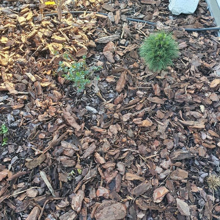 Kora sosnowa workowana 80l