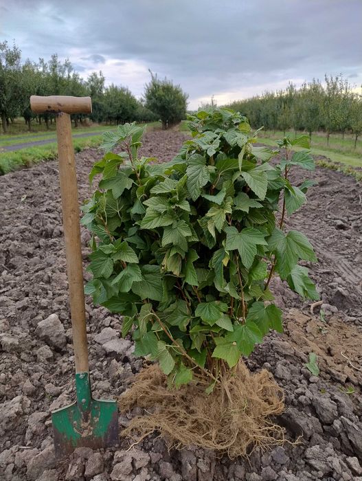 Sadzonki Porzeczki Czarnej - Sadzonka Porzeczka Czarna