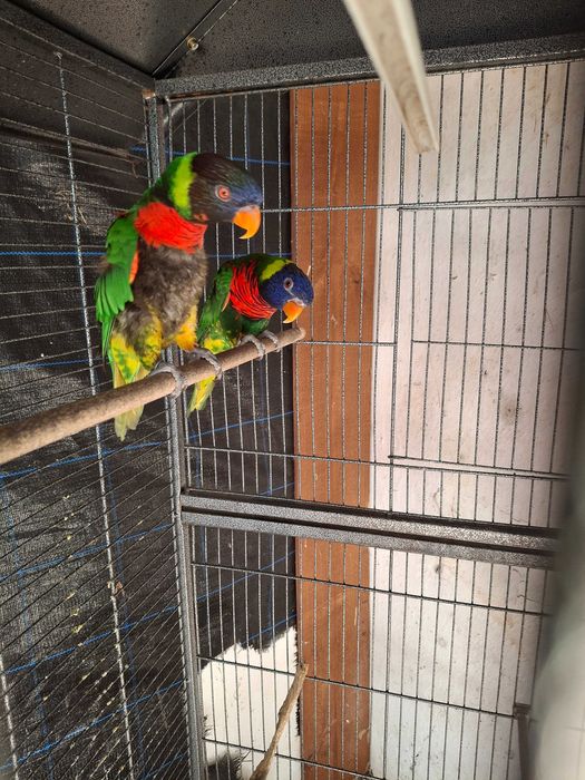 Casal de loris hematudus puros