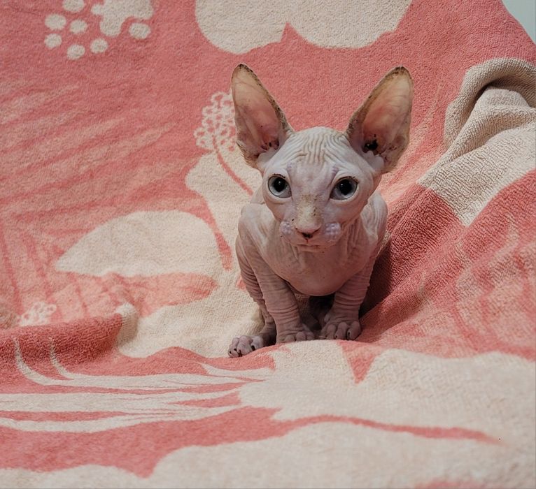 Gatinha sphynx bebé