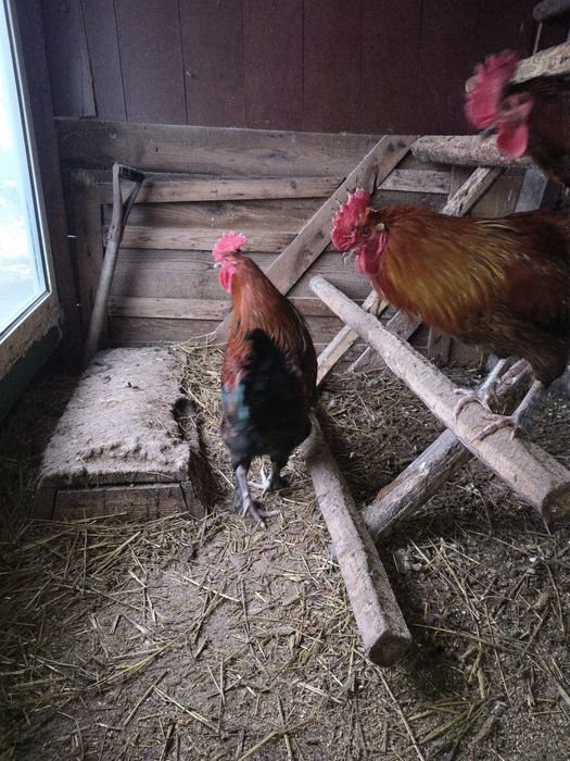 Sprzedam koguty marans aracan