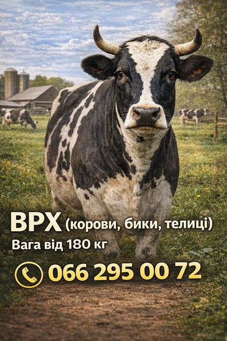 Крупный рогатий скот