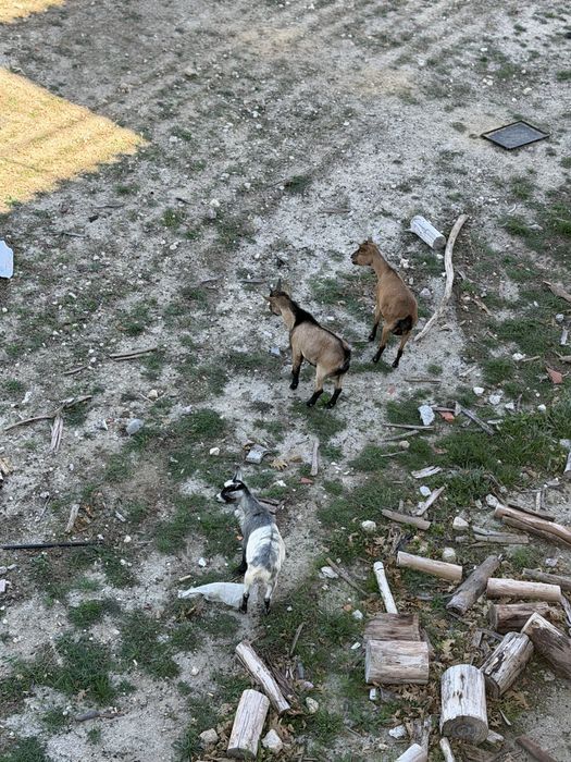 2cabras 1 chivo