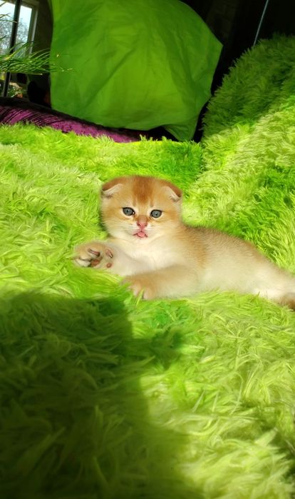 Ручные малышики. Котята золотая шиншилла.