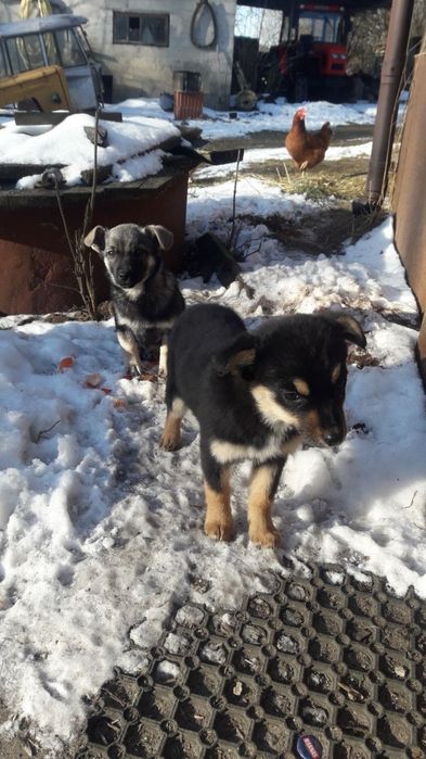 Oddam w dobre ręce - piesek i suczka