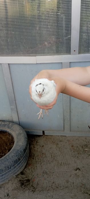 Sprzedan koguty przepiórki lub zamienię