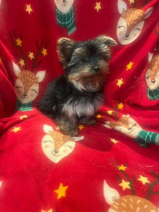 Yorkshire terrier - piesek