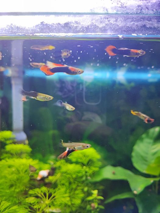Guppys Sortidos
Vendo Guppys sa