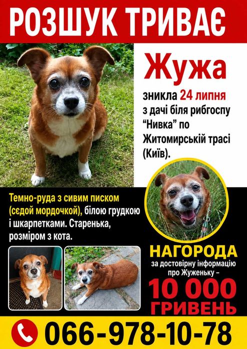 Загубилась собака