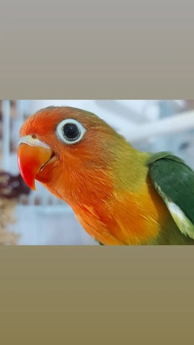 Agapornis Fischers Opalino.