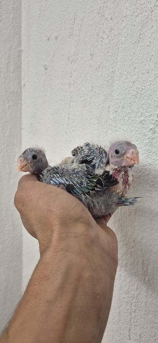Aves criar a mão