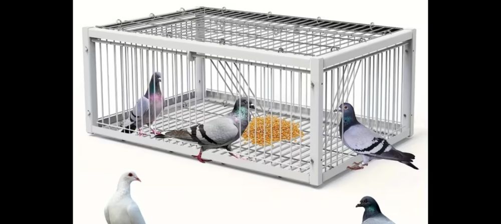 Gaiola para apanhar rolas pombos