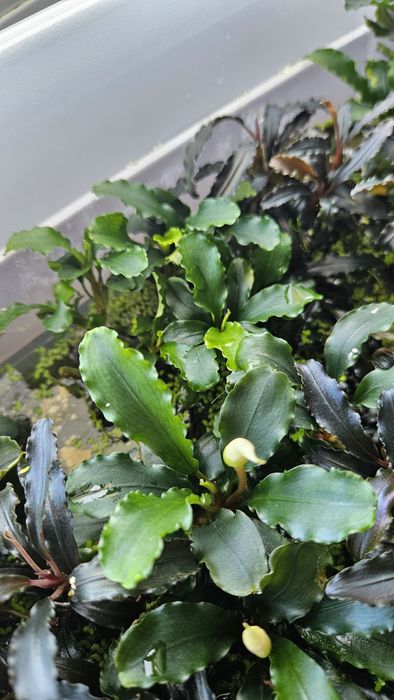 Bucephalandra wavy green