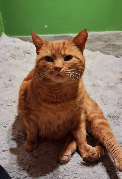 Kocurek Dżentelmen Marcel