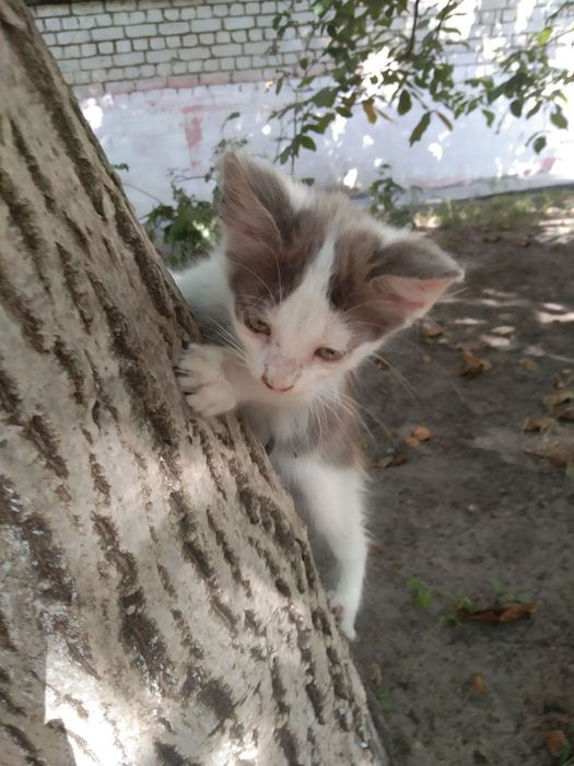 Кошенятко шукає люблячу родину