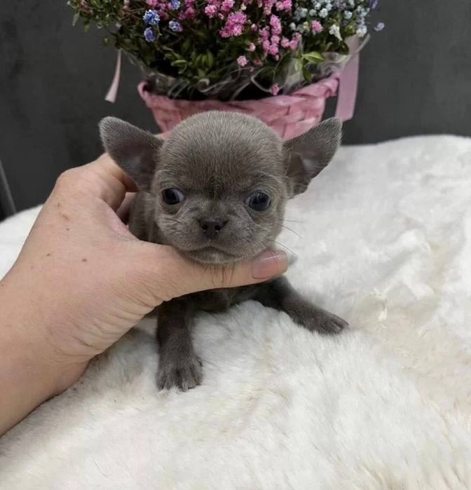 Собачка чихуахуа