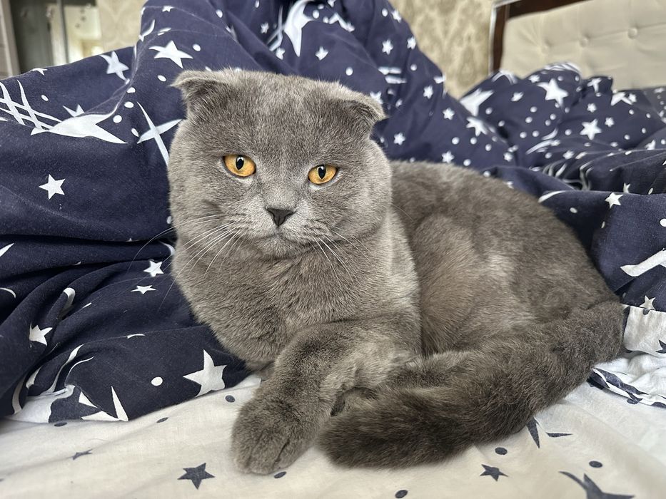 Вʼязка шотладський висловухий кіт шукає наречену вяска