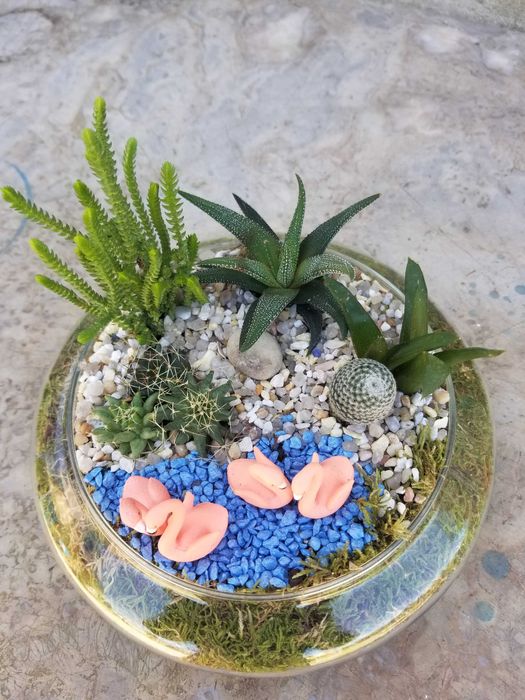 Arranjo de Suculentas