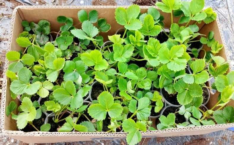 Морозостійкі Саджанці полуниці багатоврожайного плодоношення