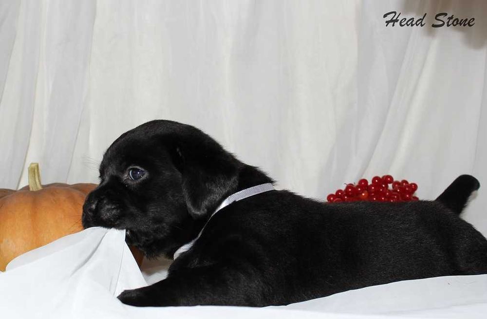 Лабрадор ретривер КСУ-FCI