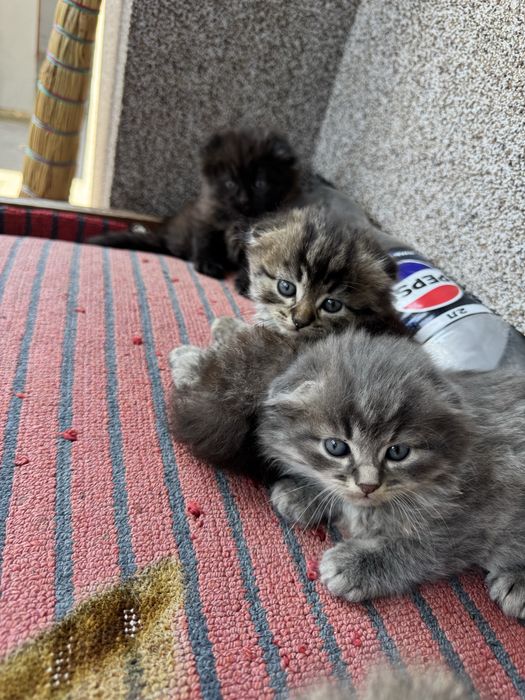 Котенята в добрі руки безкоштовно