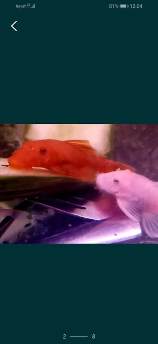 Zbrojnik glonojad czerwony super red ancistrus