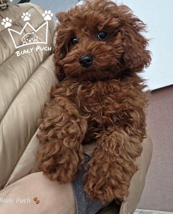 Pudel toy red brown azjatycka chiny 3 kg suczka badania paszport wyprawka