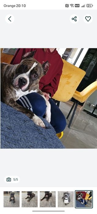 Piesek czarny American Staffordshire Terrier (amstaff)