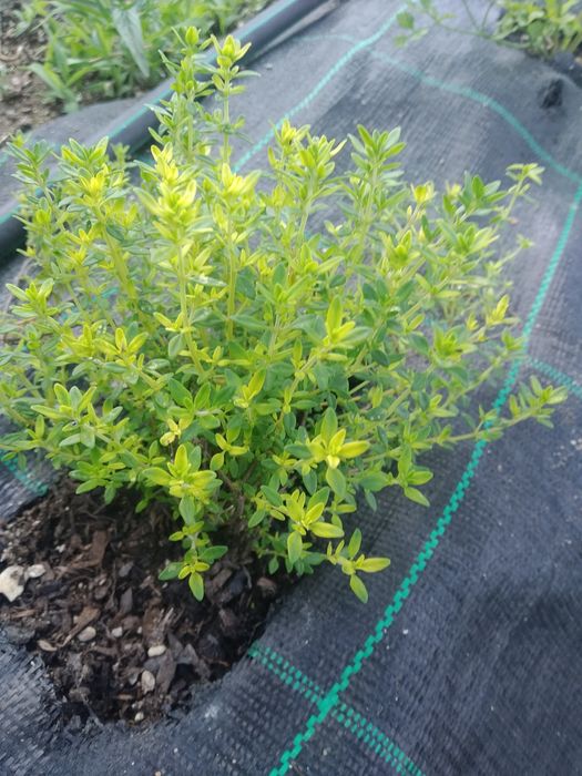 Folhas secas de aromáticas Bio