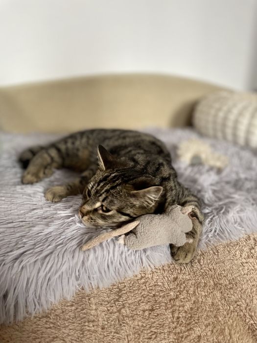 Котенок мальчик в добрые руки