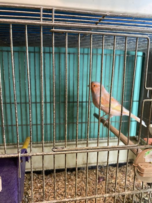 Sprzedam kanarki likwidacja