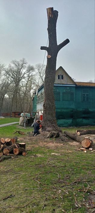 Спилювання аварійні дерева